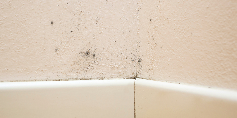 Jak poznat plíseň na zdi- první příznaky plísně v bytě 2